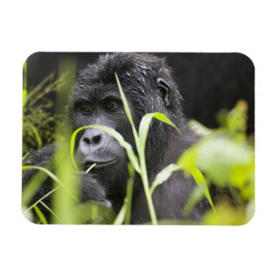 Magnet Flexible Afrique Ouganda, Bwindi