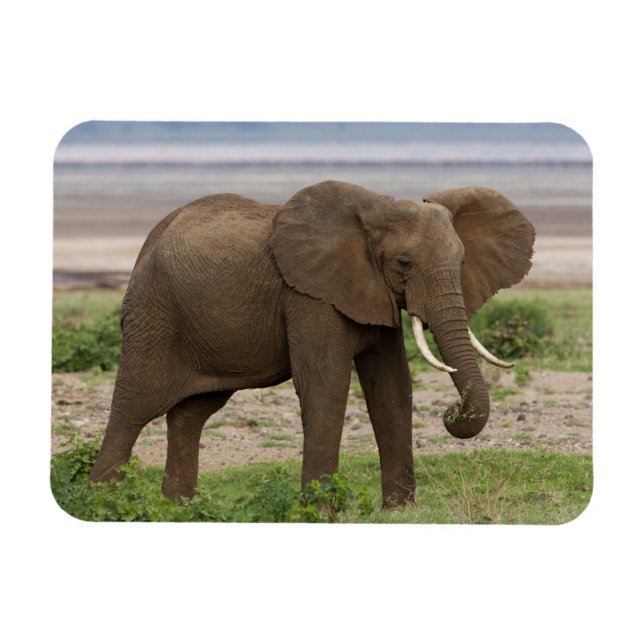 Magnet Flexible Afrique. Tanzanie. Éléphant au lac Manyara NP. (Horizontal)
