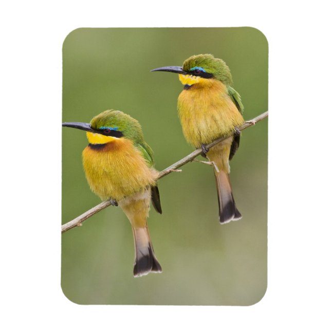 Magnet Flexible Afrique. Tanzanie. Little Bee Eaters à Manyara (Vertical)
