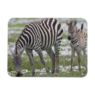 Magnet Flexible Afrique. Tanzanie. Mère et jeune zèbre