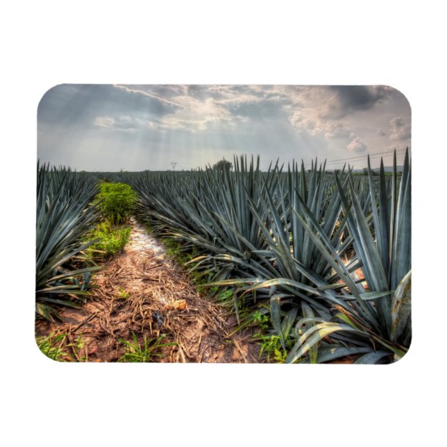 Magnet Flexible Agave Tequilana (Horizontal)