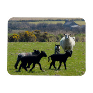 Magnet Flexible Agneaux de mouton Bodmin Moor Cornwall Angleterre