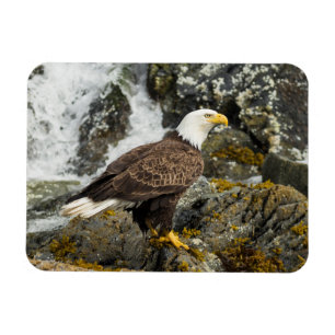 Magnet Flexible Aigle à tête blanche