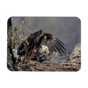 Magnet Flexible Aigle avec son bébé