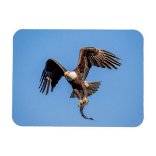 Magnet Flexible Aigle Bald avec un poisson