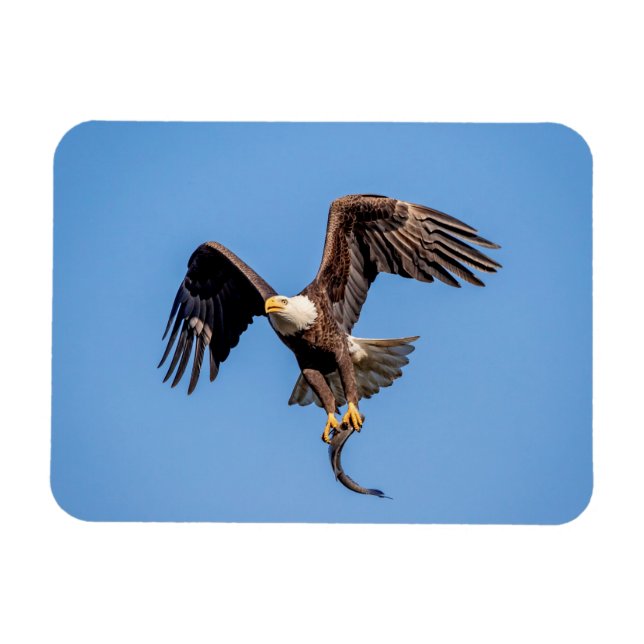 Magnet Flexible Aigle Bald avec un poisson (Horizontal)