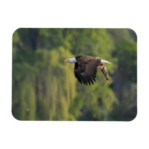 Magnet Flexible Aigle du Pacifique Nord-Ouest avec blanc Saumon