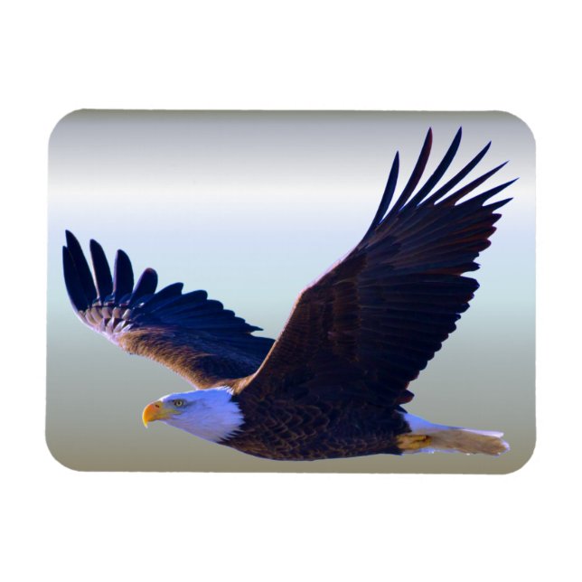 Magnet Flexible Aigle volant (Horizontal)