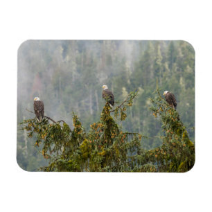 Magnet Flexible Aigles chauds Tongass National Forest Alaska