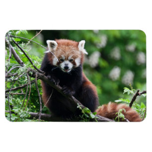 Magnet Flexible Ailurus fulgens
