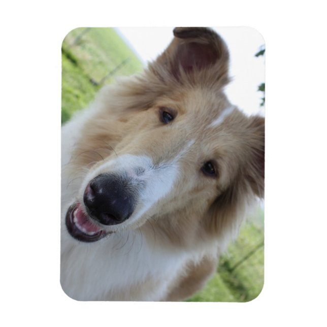 Magnet Flexible Aimant à collie aux yeux croustillants (Vertical)