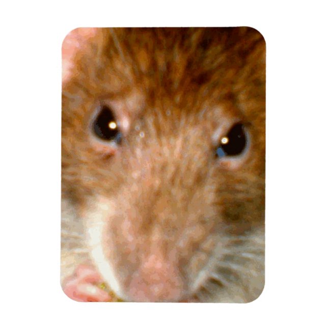 Magnet Flexible Aimant à face de rat (Vertical)
