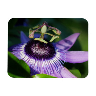 Magnet Flexible Aimant à fleur de passion de lavande