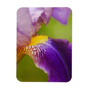 Magnet Flexible Aimant à fleur Iris