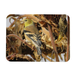 Magnet Flexible Aimant à graines de Goldfinch et de tournesol