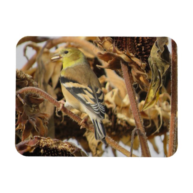 Magnet Flexible Aimant à graines de Goldfinch et de tournesol (Horizontal)