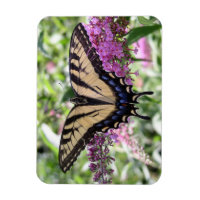 Aimant à papillon Swallowtail
