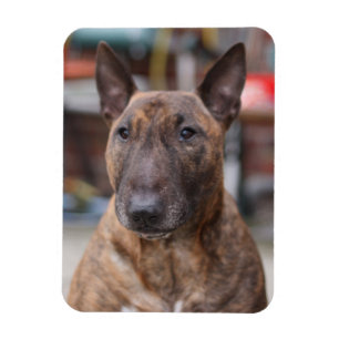 Magnet Flexible Aimant anglais Brindle de bull-terrier