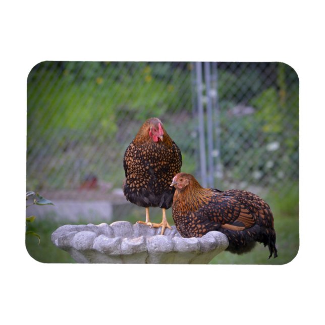 Magnet Flexible Aimant au bain d'oiseau de poulet (Horizontal)