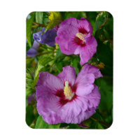 Aimant aux fleurs d'hibiscus pourpre