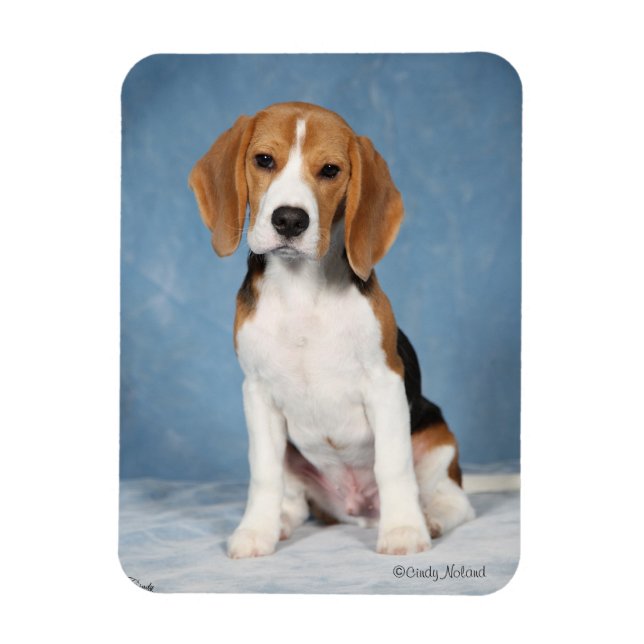 Magnet Flexible Aimant beagle Puppy (Vertical)