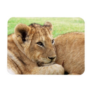 Magnet Flexible Aimant bébé tigre