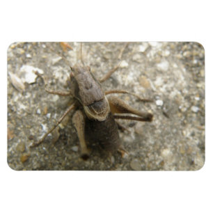 Magnet Flexible Aimant Brown Cricket Premium