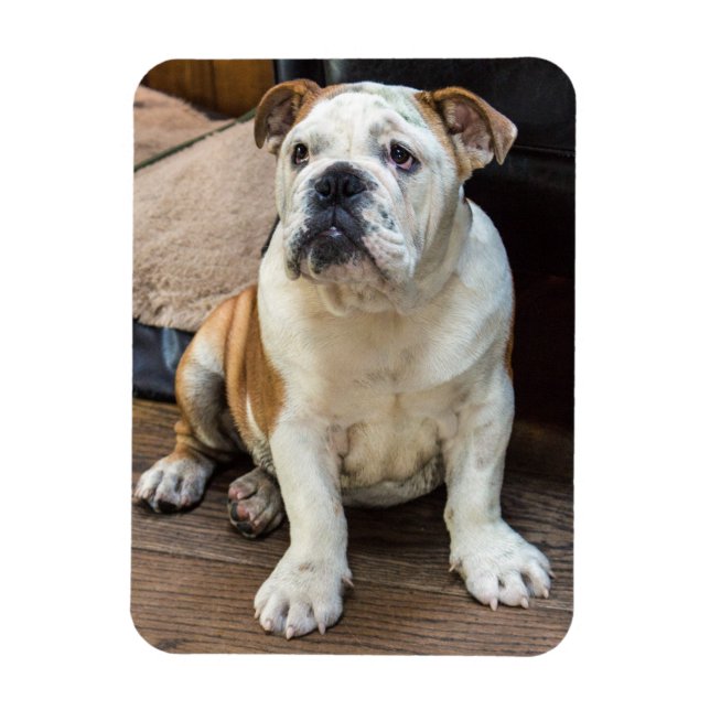 Magnet Flexible Aimant Bulldog anglais (Vertical)