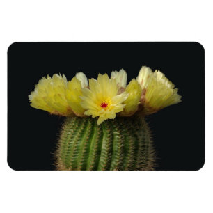 Magnet Flexible Aimant Cactus