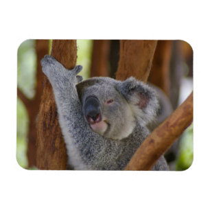 Magnet Flexible Aimant câlin de photo de koala