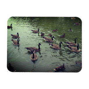 Magnet Flexible Aimant canadien d'oies et de canards colverts