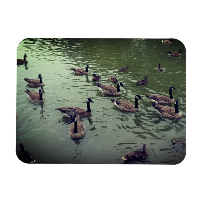 Magnet Flexible Aimant canadien d'oies et de canards colverts (Horizontal)
