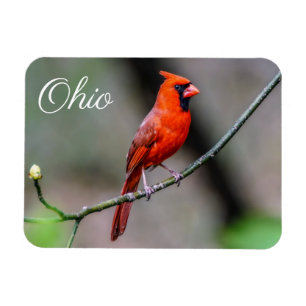 Magnet Flexible Aimant cardinal de l'Ohio