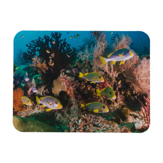 Magnet Flexible Aimant Coral Reef (Horizontal)