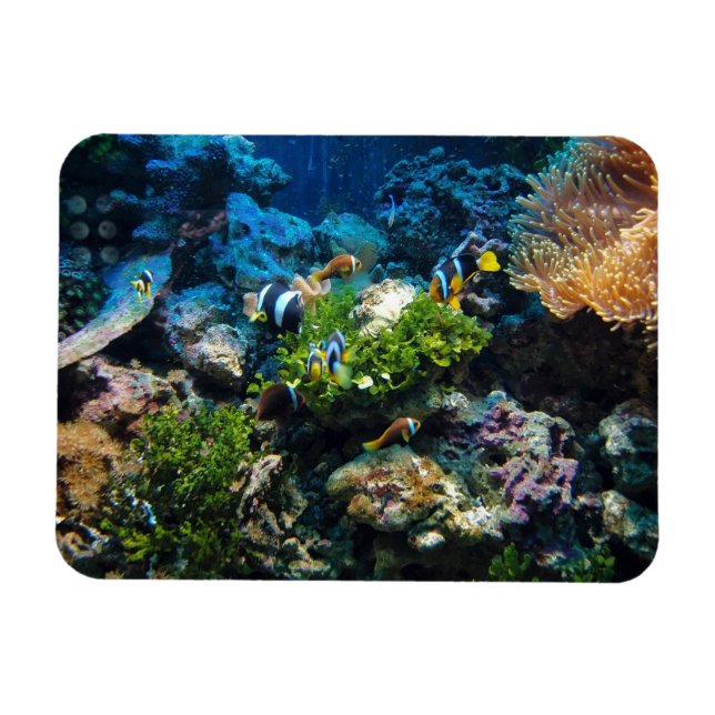 Magnet Flexible Aimant Coral Reef (Horizontal)