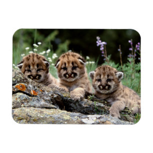 Magnet Flexible Aimant Cubes de cougar