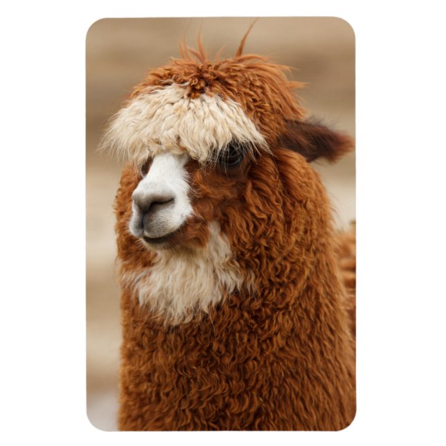Magnet Flexible Aimant d'Alpaca (Vertical)