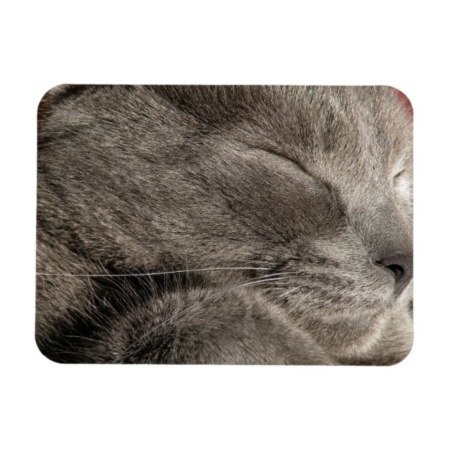 Magnet Flexible Aimant de chat gris (Horizontal)