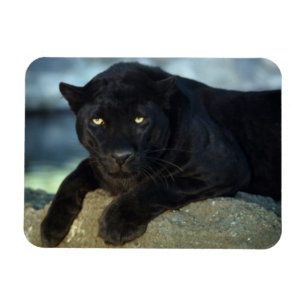 Magnet Flexible Aimant de chat noir