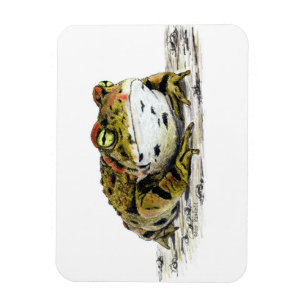 Magnet Flexible Aimant de crapaud occidental