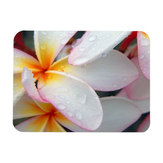 Magnet Flexible Aimant de fleurs de la Plumeria (Horizontal)