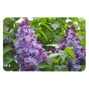 Magnet Flexible Aimant de lilas
