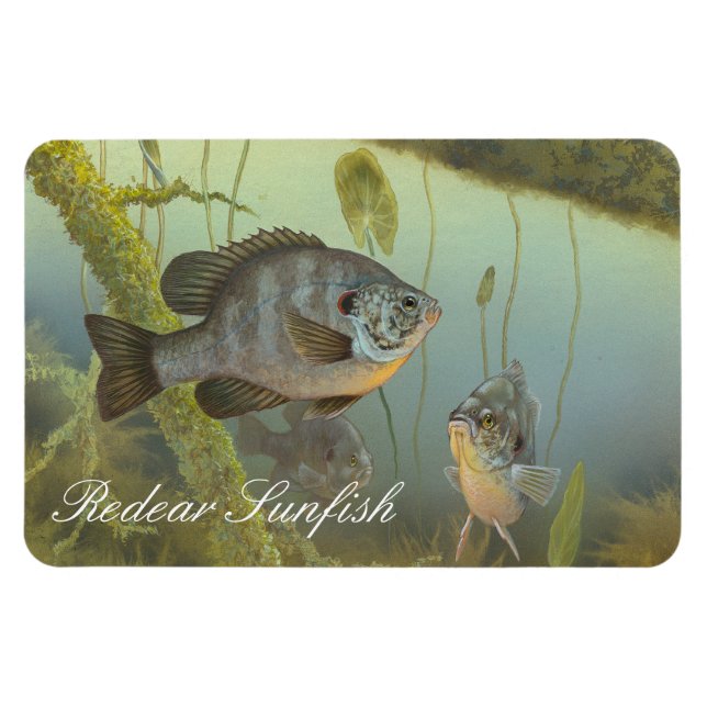 Magnet Flexible Aimant de peinture de poisson-soleil (Horizontal)