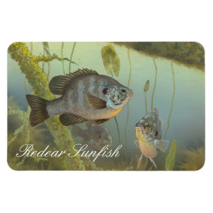 Magnet Flexible Aimant de peinture de Sunfish de Redear