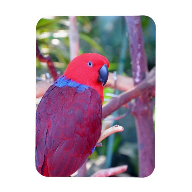 Magnet Flexible Aimant de perroquet d'eclectus coloré (Vertical)