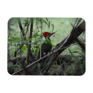 Magnet Flexible Aimant de photo de pivert de Pileated
