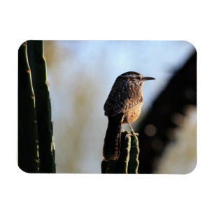 Magnet Flexible Aimant de photo de roitelet de cactus