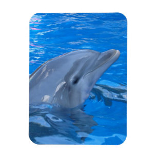 Magnet Flexible Aimant de prime de dauphin de Bottlenose