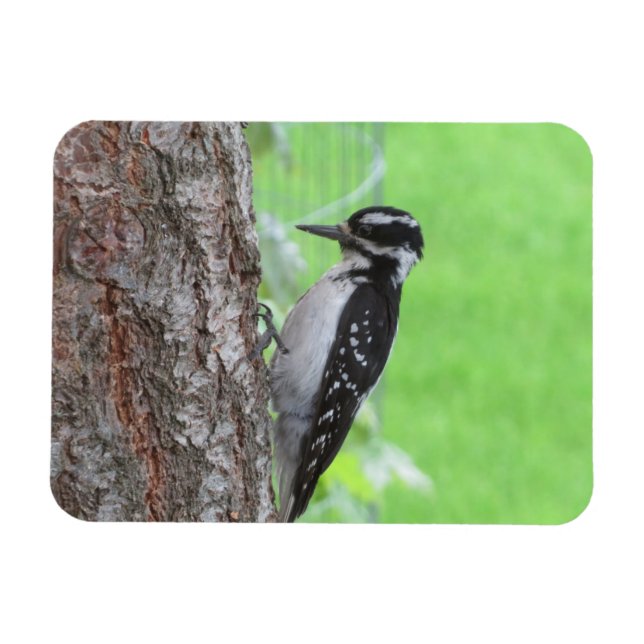 Magnet Flexible Aimant de profil Downy Woodpecker (Horizontal)
