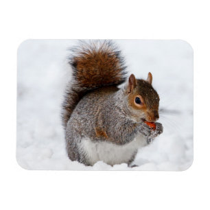 Magnet Flexible Aimant d'écureuil